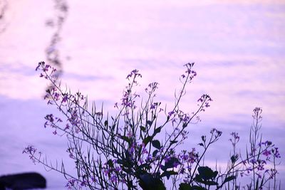 Close-up of pink flowering plant against sky during sunset