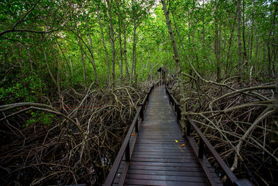 Boardwalk amidst trees in forest