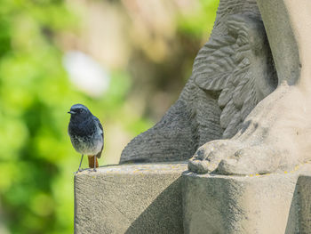 Close-up of bird perching on retaining wall