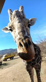 Giraffe against clear blue sky