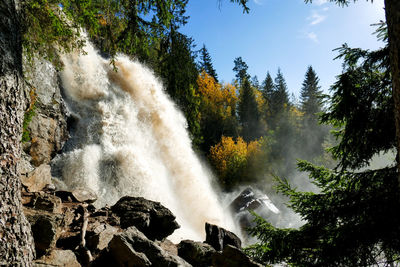 Scenic view of waterfall in forest