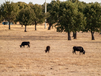 Horses in a field