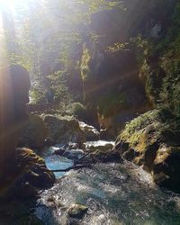 Scenic view of river in forest