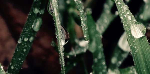 Close-up of plant