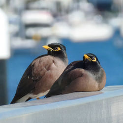 Close-up of birds perching on railing