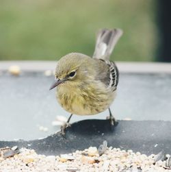 Close-up of bird perching outdoors