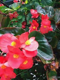 Close-up of flowers blooming outdoors