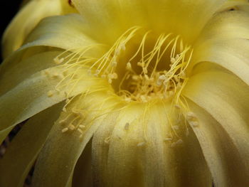 Close-up of yellow flower blooming outdoors