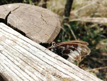 Close-up of butterfly on wood