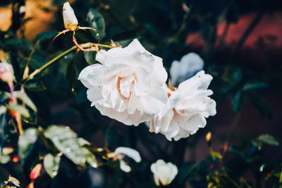 Close-up of white rose