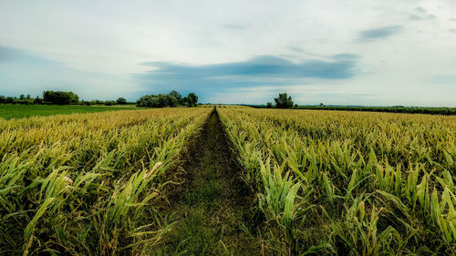 Scenic view of agricultural field against sky