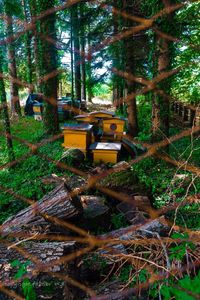 Trees in forest