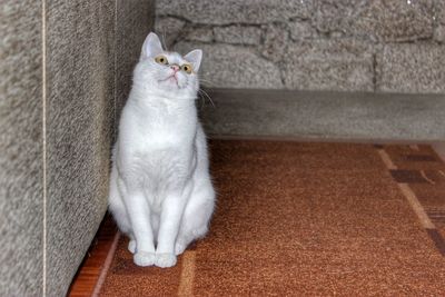 High angle view of cat looking up at home