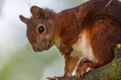 Close-up of squirrel