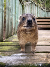 Funny looking rock hyrax also called cape town dassie or klipdassie on a wooden footpath