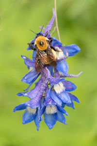 Close-up of insect on purple flower