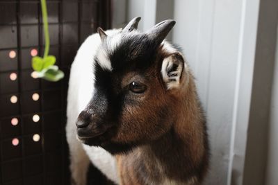 Profile of a cute brown and white goat 