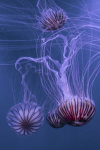 Close-up of jellyfish swimming in sea