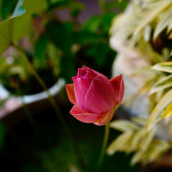 Close-up of red rose flower