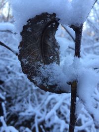 Close up of pine cone on snow covered landscape