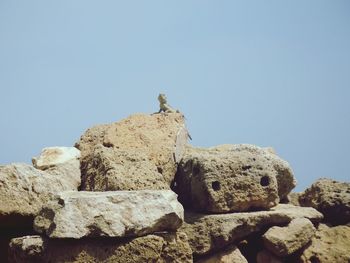 Low angle view of seagull on rock against clear sky