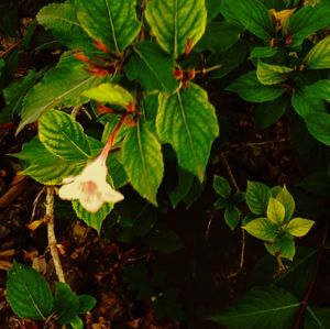 Close-up of fresh green plant