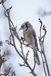 Low angle view of bird perching on branch