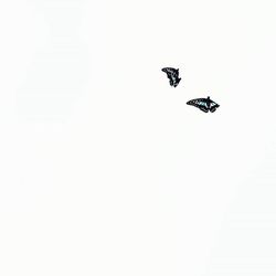 Low angle view of birds flying in sky