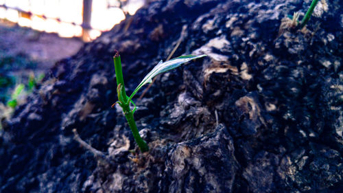 Close-up of plant growing on rock