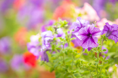 Close-up of purple flowering plants