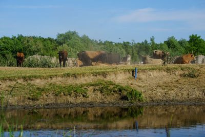 Horses in a lake