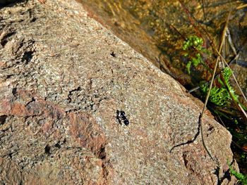 Close-up of insect on tree trunk