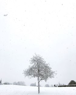 Scenic view of tree against sky