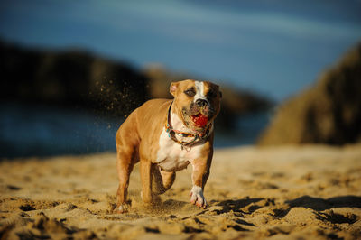 Dog with ball running on sand at beach