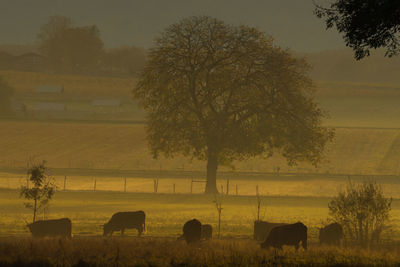 Cows grazing on field against sky at sunset
