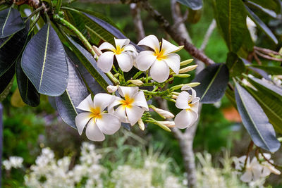 Close-up of white flowering plant