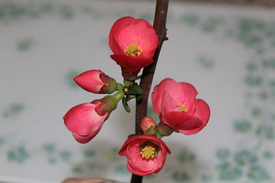 Close-up of red flowers blooming on tree