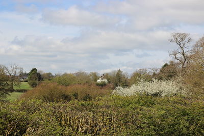 Trees on field against sky