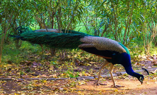 Peacock in the forest