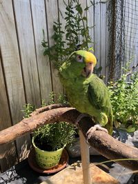 Close-up of parrot perching on wooden flower pot