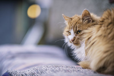 Close-up of a domestic cat, sitting on a bench at countryside, with a light in the foreground