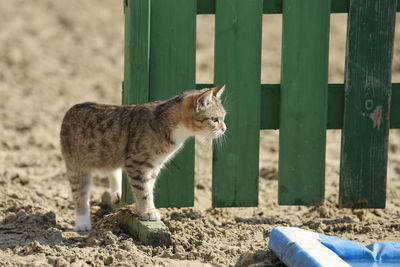 Cat looking away