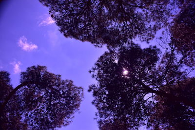 Low angle view of silhouette trees against sky