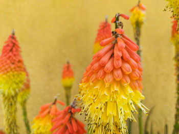 Close-up of red flowering plant