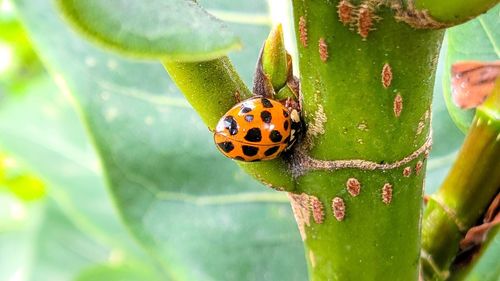 Close-up of ladybug on plant