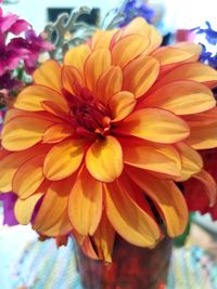 Close-up of dahlia blooming outdoors