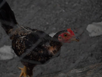 Close-up of a bird on a land