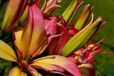 Close-up of pink flowers