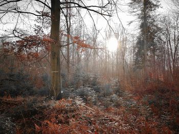 Trees in forest during autumn