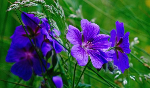 Close-up of purple flowers blooming outdoors